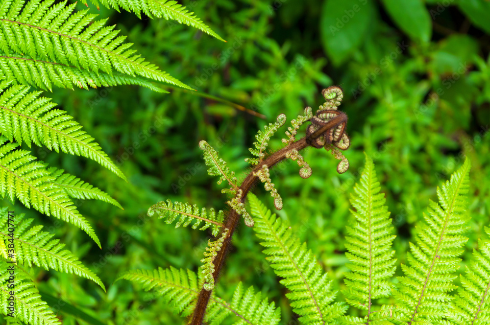Fern, growing in the forest of New Zealand, symbol and icon of the county Fern, growing in the forest of New Zealand, symbol and icon of the county