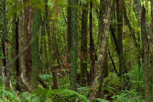 Lush green tropical rainforest with rows of tree trunks at South Island, New Zealand © Lina