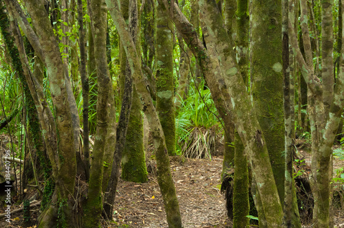 Lush green tropical rainforest with rows of tree trunks at South Island  New Zealand 