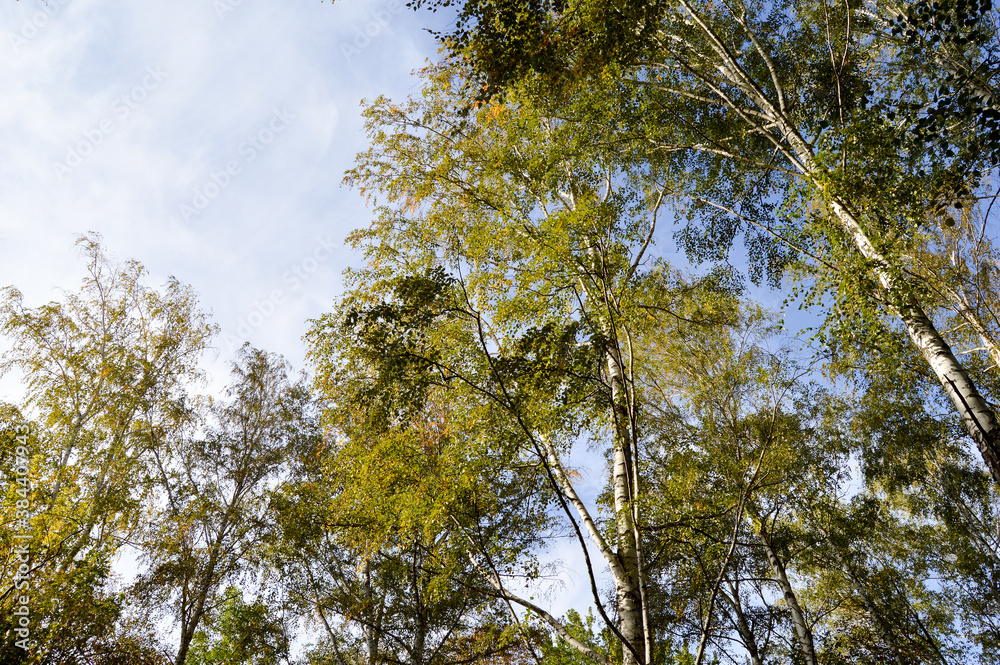 Fototapeta premium branches against sky