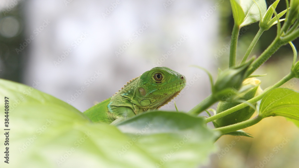 Fototapeta premium green lizard on a tree