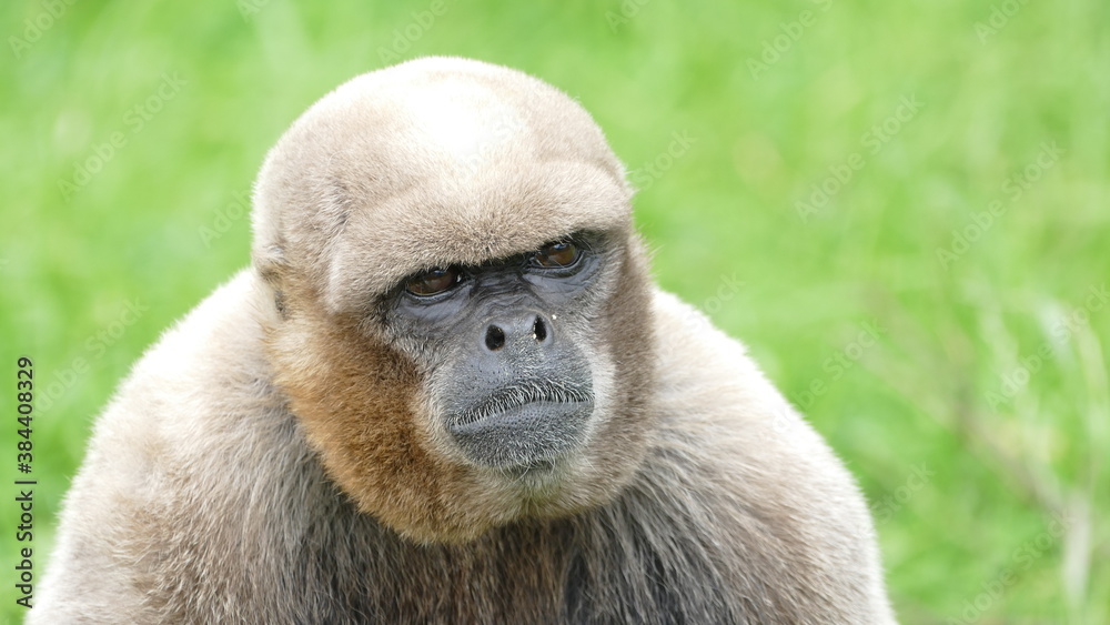 Obraz premium Brauner Wollaffe (Lagothrix lagotricha), Ecuador