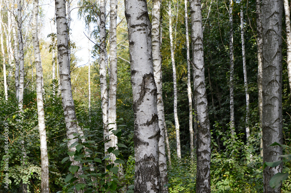 Fototapeta premium birch grove in spring