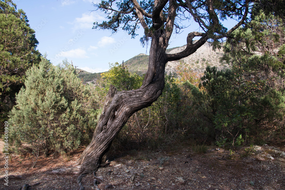
relict juniper tree with a curved trunk against the backdrop of mountains and sky