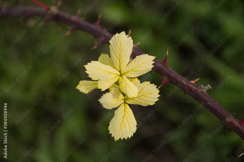 yellow leaves on a branch with thorns
yellow leaves on a branch with thorns