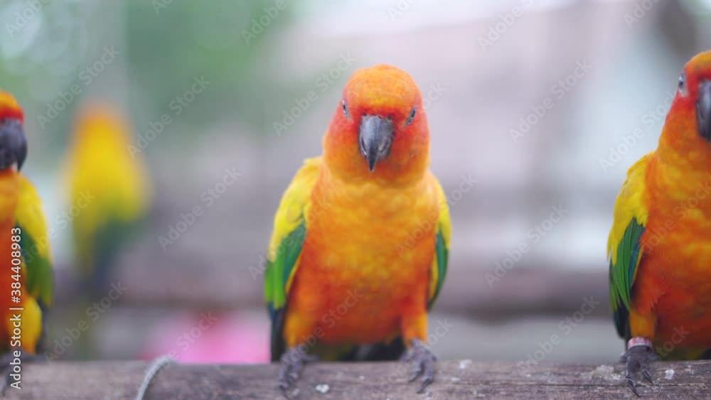Beautiful parrot, Sun conure parrot birds on the perch Beautiful parrot, Sun conure parrot birds on the perch