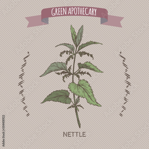 Urtica dioica aka common nettle color sketch. Green apothecary series.
