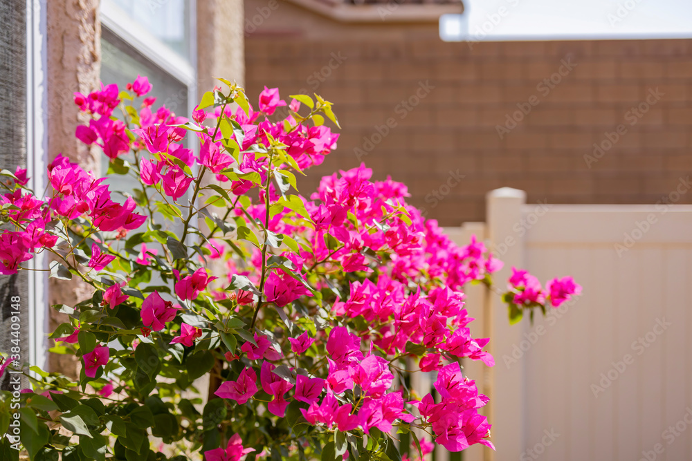 Close up shot of Bougainvillea blossom Close up shot of Bougainvillea blossom