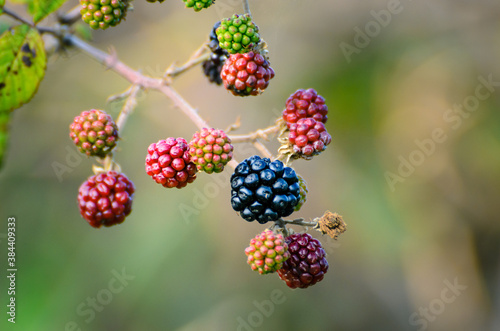Wild Blackberries © Rich