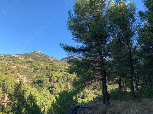 Trees and mount in the bacground 