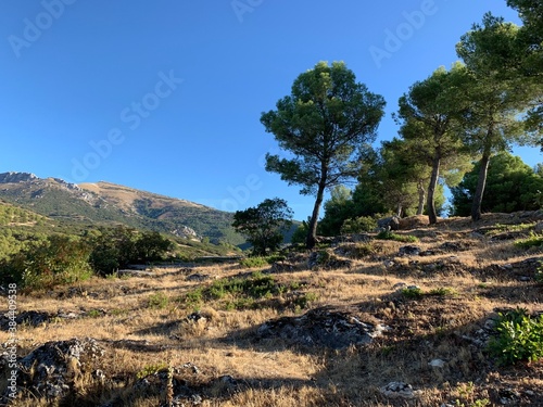 Forest of trees and mount jabalcuz in the background in Torredelcampo, Jaén