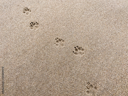 A dogs footprints in the sand at the beach