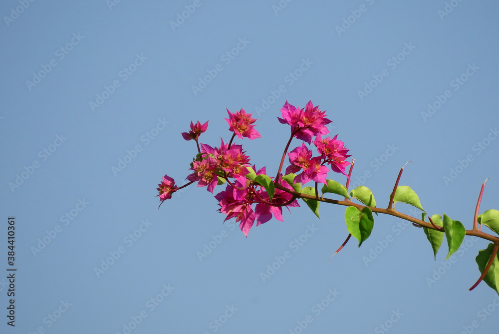 Bougainvillea Flowers on blue sky background, Bougainvillea is a genus of thorny ornamental vines, bushes, or trees. Bougainvillea Flowers on blue sky background, Bougainvillea is a genus of thorny ornamental vines, bushes, or trees.