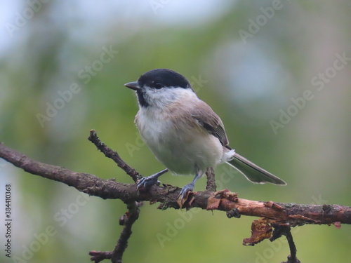 Marsh tit (Poecile palustris) perching on a beautiful tree branch. Beautiful marsh tit perching peeking behind tree trunk.
