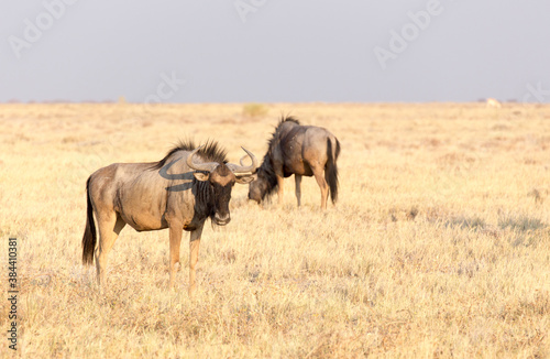 Wild buffaloes in the desert