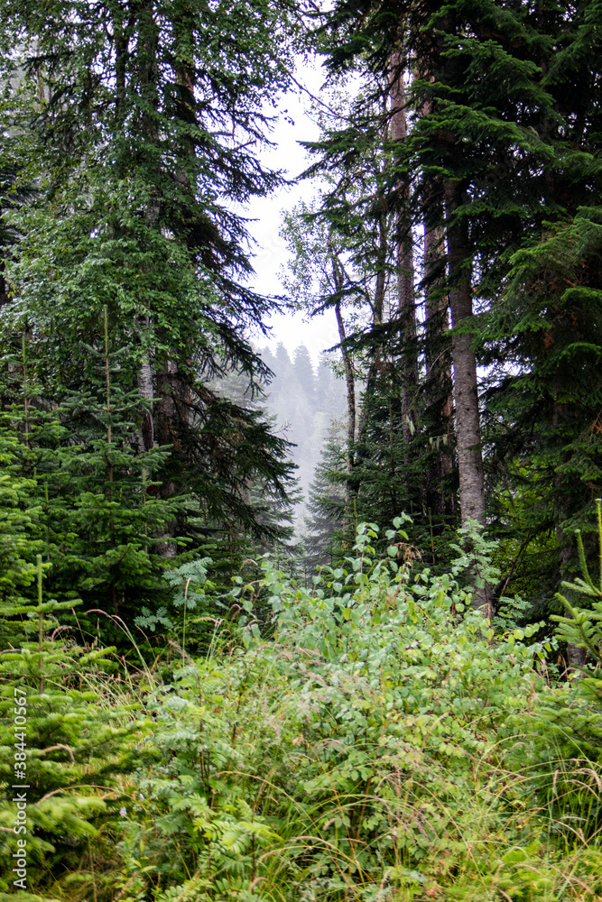 Fototapeta premium Kavkazk KCHR