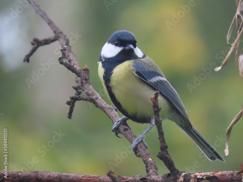 Beautiful and colorful great tit (parts major) perching on an interesting tree branch, colorful bird with creamy natural blurry background. Beautiful and common bird perching.