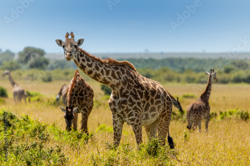 Photography Giraffe spotted in the safari at Masai mara, Kenya