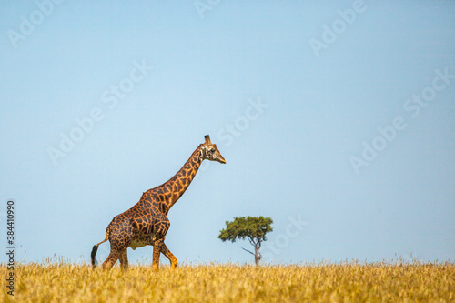 Photography Giraffe spotted in the safari at Masai mara, Kenya