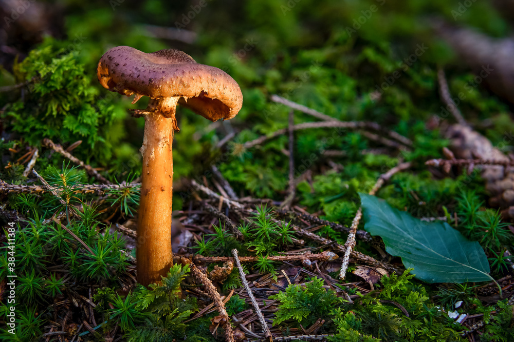 Armillaria ostoyae dark common honey fungus mushroom in colourful autumn forest Armillaria ostoyae dark common honey fungus mushroom in colourful autumn forest