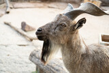 Image of Markhor or mountain goat or screw horn goat (Capra falconeri) in the zoo area.