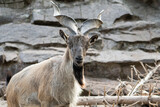 Markhor or mountain goat in the zoo area.