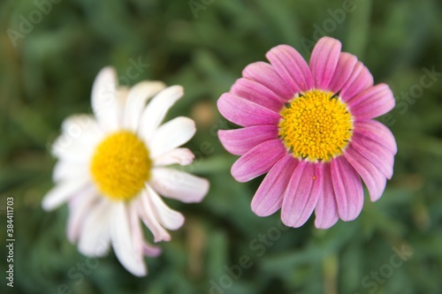 pink daisy and white daisy