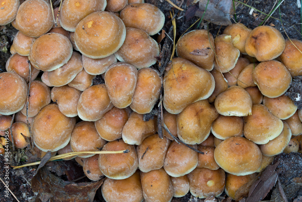 Hypholoma fasciculare, sulphur tuft mushrooms closeup Hypholoma fasciculare, sulphur tuft mushrooms closeup