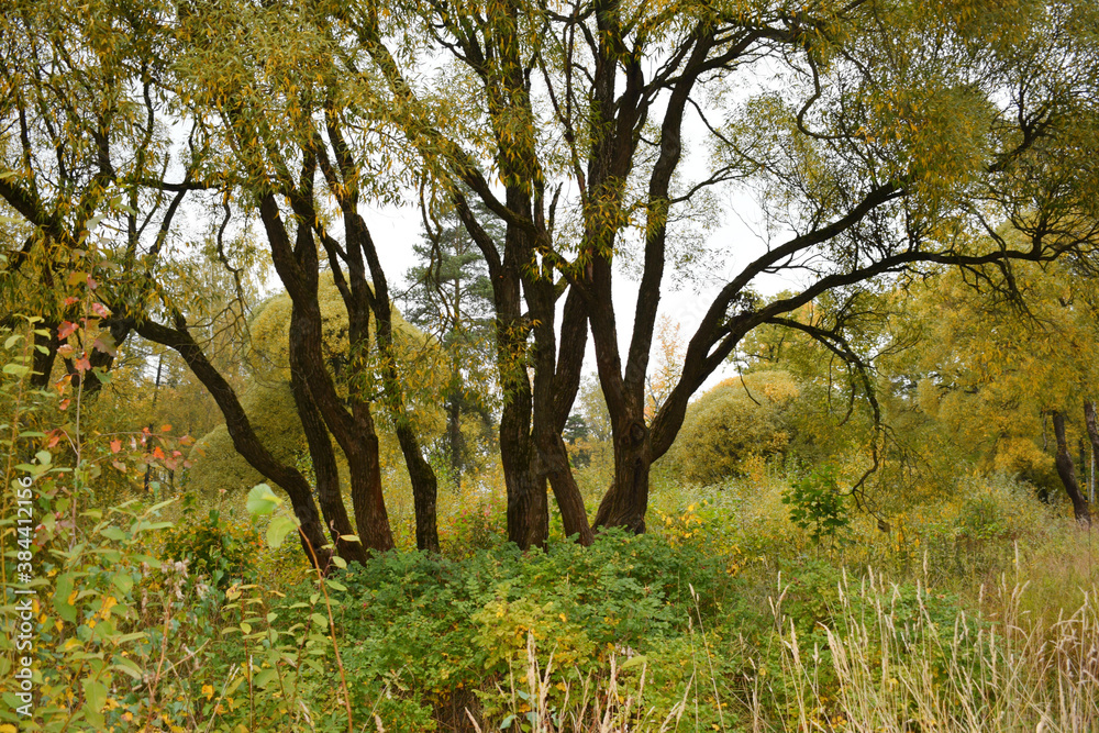 Fototapeta premium tree in the park