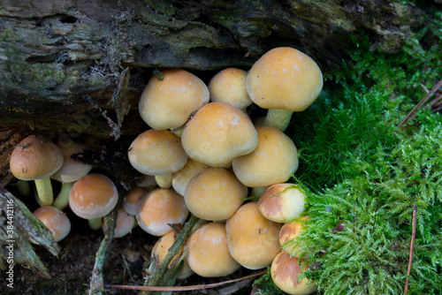 Hypholoma fasciculare, sulphur tuft mushrooms closeup