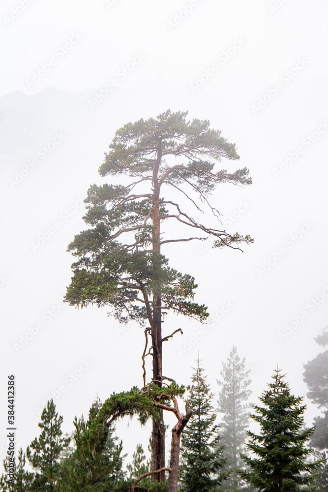 Obraz premium Kavkaz KCHR