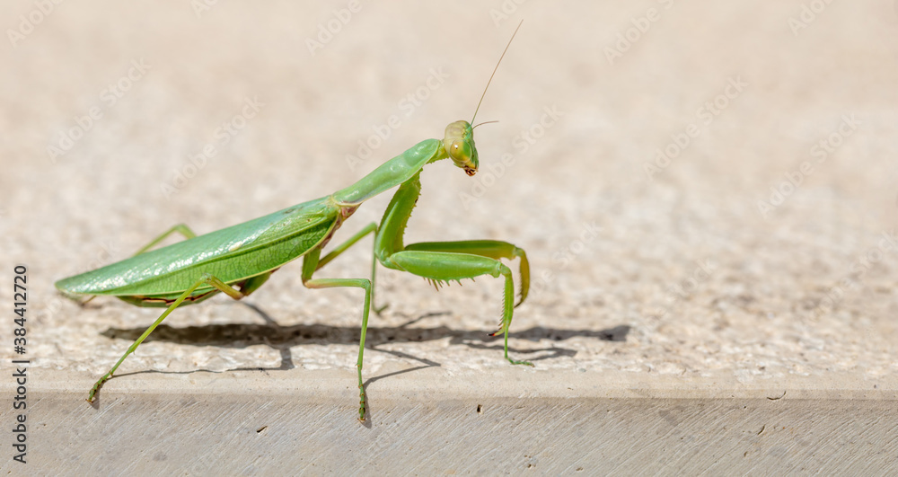 Green european or Praying mantis, (Mantis Religiosa) against beige background Green european or Praying mantis, (Mantis Religiosa) against beige background