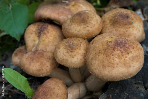Armillaria ostoyae mushrooms on tree stump closeup selective focus