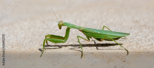 Green european or Praying mantis, (Mantis Religiosa) against beige background © Rawf8