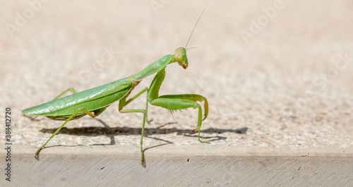 Green european or Praying mantis, (Mantis Religiosa) against beige background