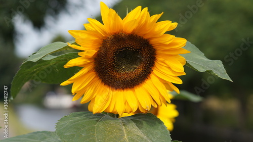 British flowers in the summer