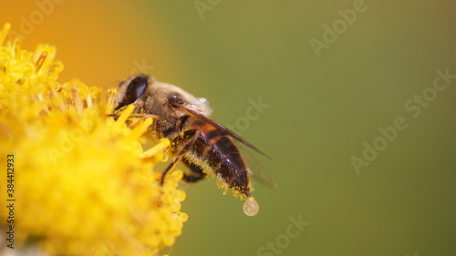 English Bee flying in the summer 