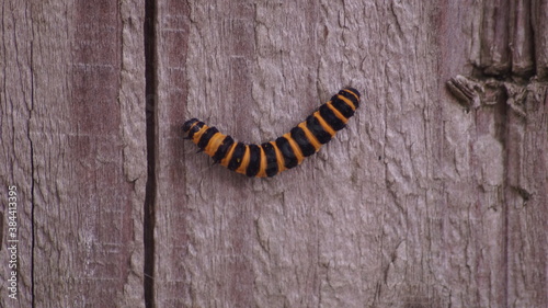 British caterpillar in the garden in summer