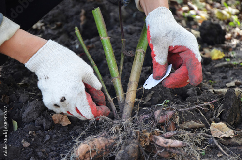 Label signing. The tubers of the Dahlia flower. Autumn work in the garden in red and white gloves. Names of flower varieties. Good roots of the Dahlia plant.