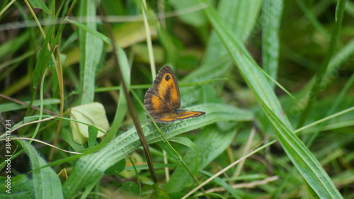 British butterfly in the garden in spring