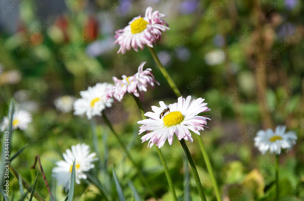 A delicate Daisy with a bee, an insect sat on a flower. Bright colors of summer. A delicate Daisy with a bee, an insect sat on a flower. Bright colors of summer.
