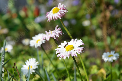 A delicate Daisy with a bee, an insect sat on a flower. Bright colors of summer.