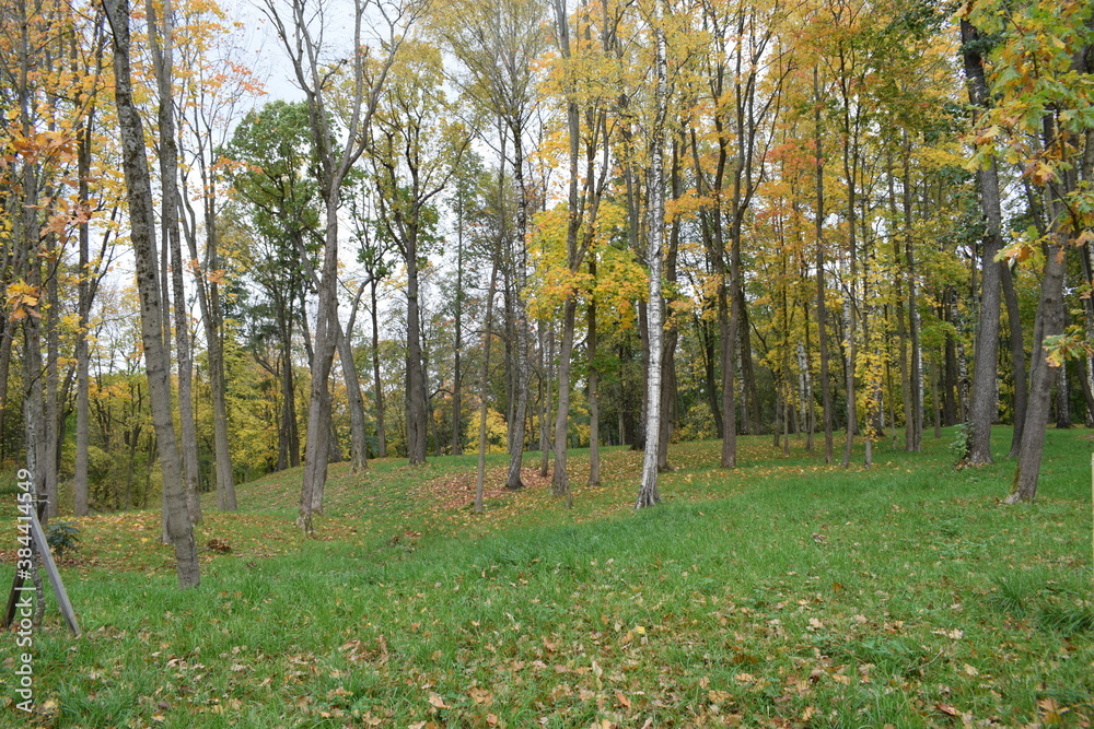 autumn in the forest autumn in the forest