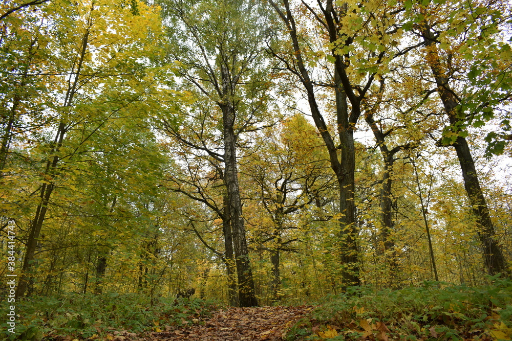 autumn in the forest