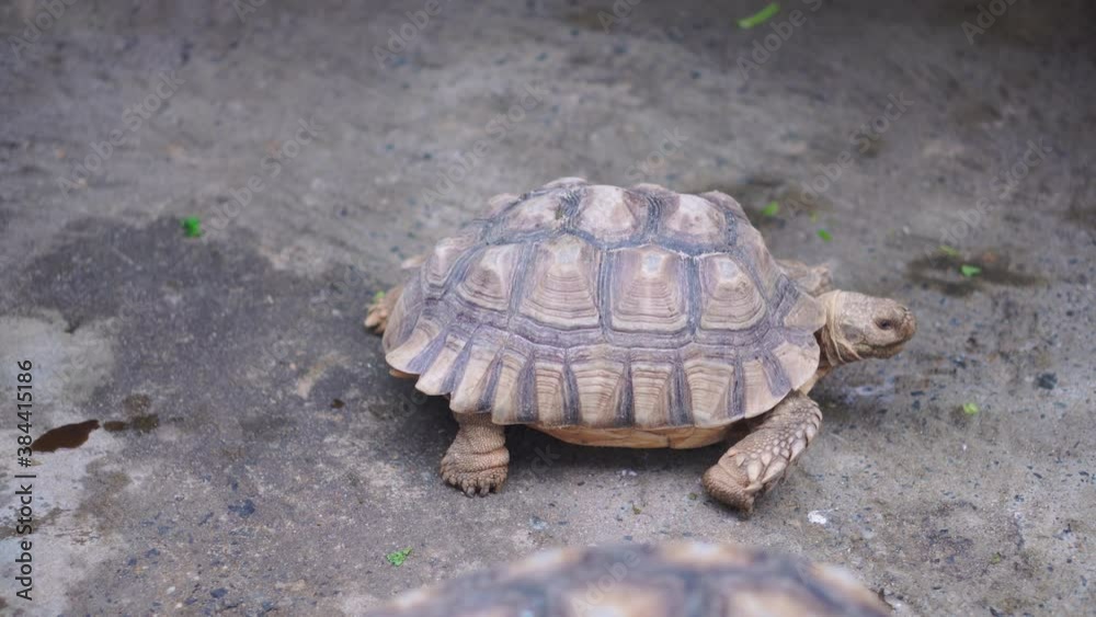 Turtle on the ground, African spurred tortoise, giant turtle walking in zoo Turtle on the ground, African spurred tortoise, giant turtle walking in zoo
