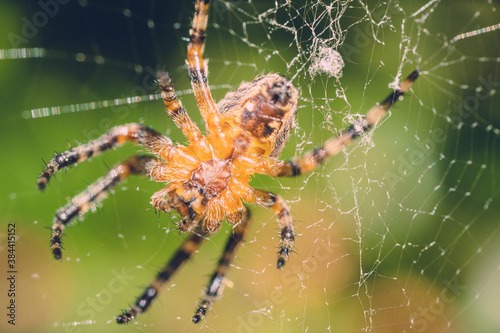 Ultra macro shot of a spider on a web