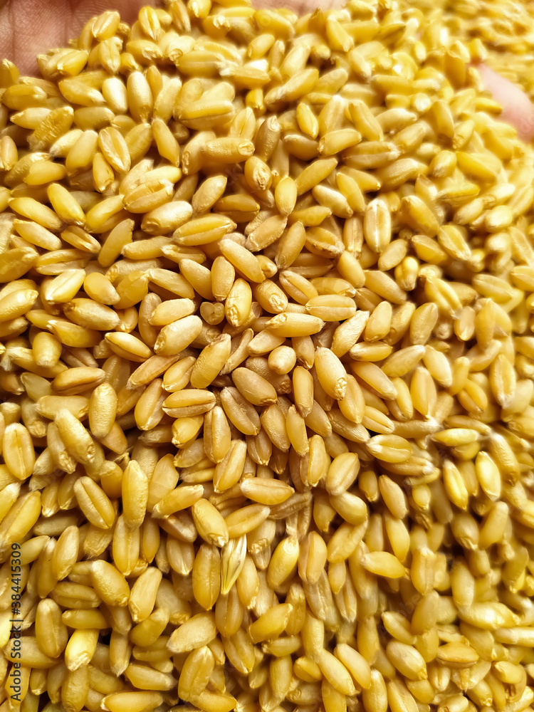 wheat grain Texture background, closeup wheat grain Texture background, closeup