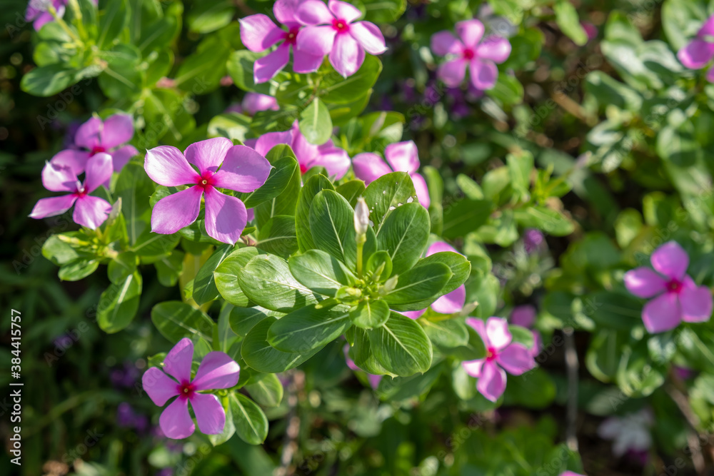 Pictures of pink watercress flowers