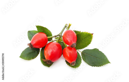 Rosehip with red leaves.