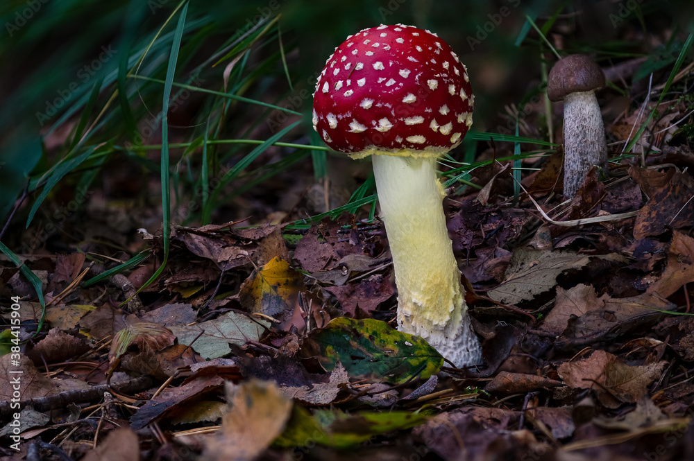 Amanita muscaria toadstool fungus mushroom in colourful autumn forest Amanita muscaria toadstool fungus mushroom in colourful autumn forest